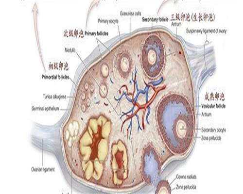 专业代孕费用明细,孝感做助孕试管的机构哪家好