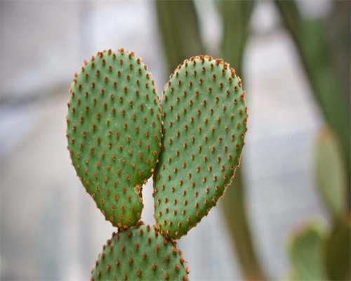 代孕那里有,因数与倍数（24的因数有哪几个）